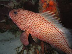 Taken in Cozumel on a night dive. by Eric Beckley 
